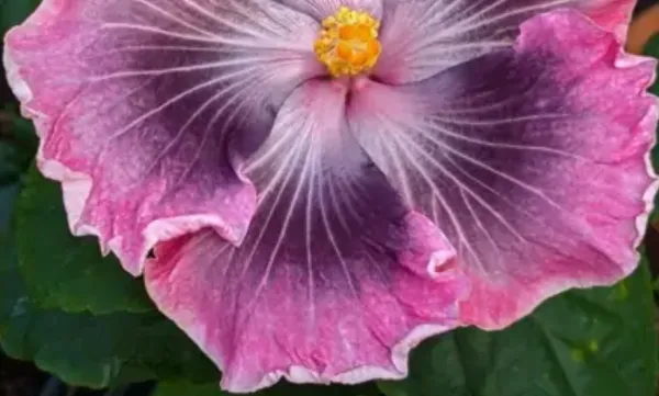 Purple_American_Variety_Grafted_Hibiscus_Flower_Plant
