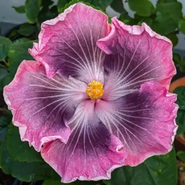 Purple_American_Variety_Grafted_Hibiscus_Flower_Plant
