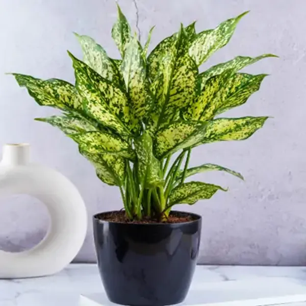 Green_Perfect_For_Adding_Beauty_Aglaonema_Snow_White