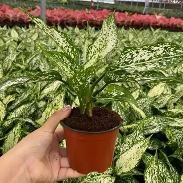 Green_Perfect_For_Adding_Beauty_Aglaonema_Snow_White