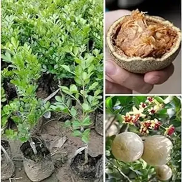 Brown_All_Time_Hybrid_Seedless_Wood_Apple_Fruit_Plant