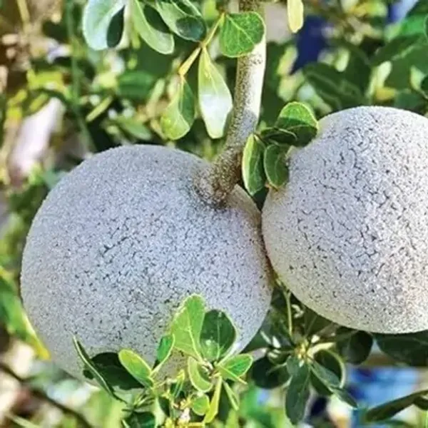 Brown_All_Time_Hybrid_Seedless_Wood_Apple_Fruit_Plant