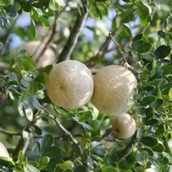 Brown_All_Time_Hybrid_Seedless_Wood_Apple_Fruit_Plant