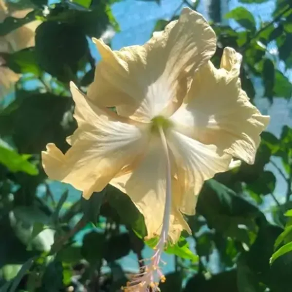 White_Miniature_Hibiscus_Flower_Plant