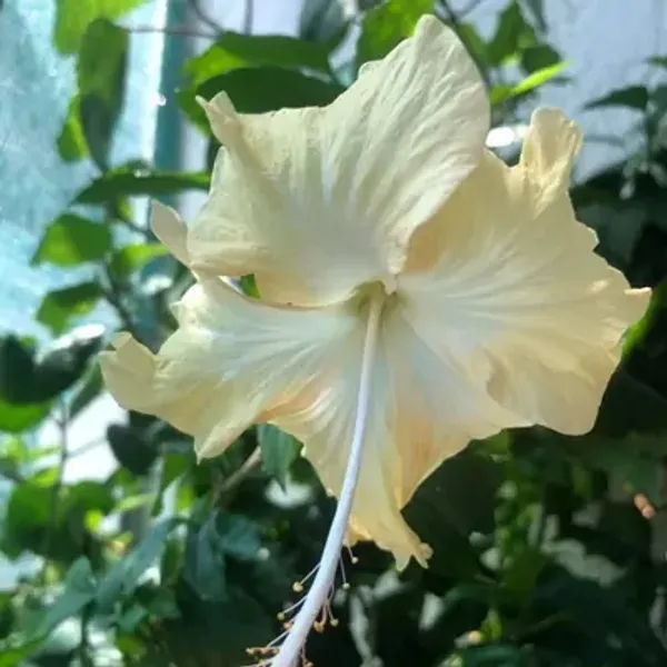 White_Miniature_Hibiscus_Flower_Plant