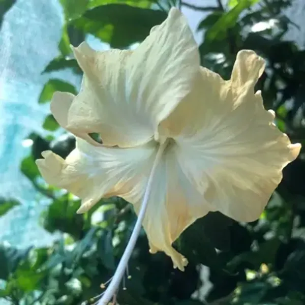 White_Miniature_Hibiscus_Flower_Plant