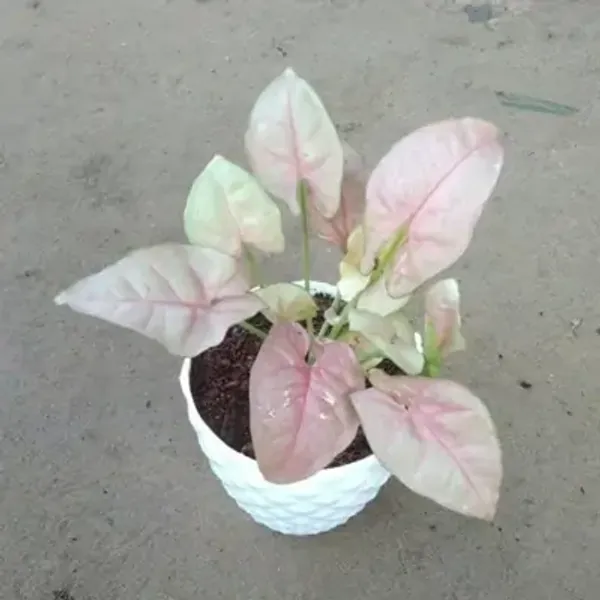 Pink_Syngonium_Plant