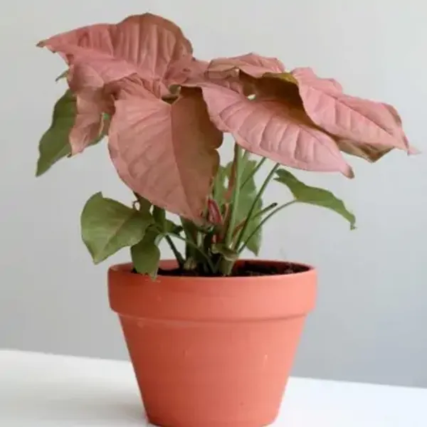 Pink_Syngonium_Plant