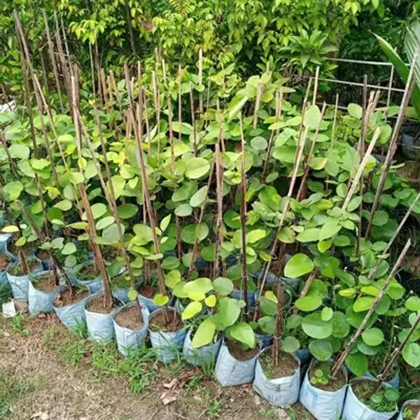 Red_Sandalwood_Chandan_Plant