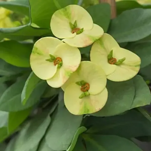 Green_Euphorbia_Milii_Flower_Plant