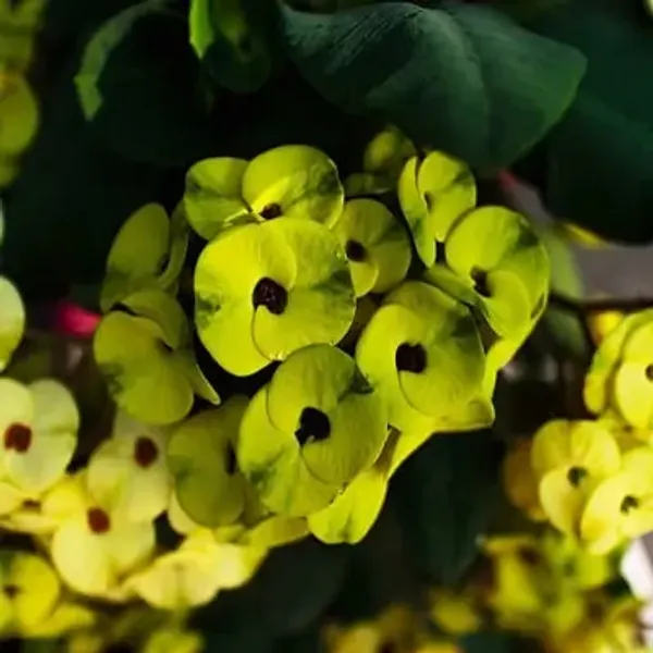 Green_Euphorbia_Milii_Flower_Plant