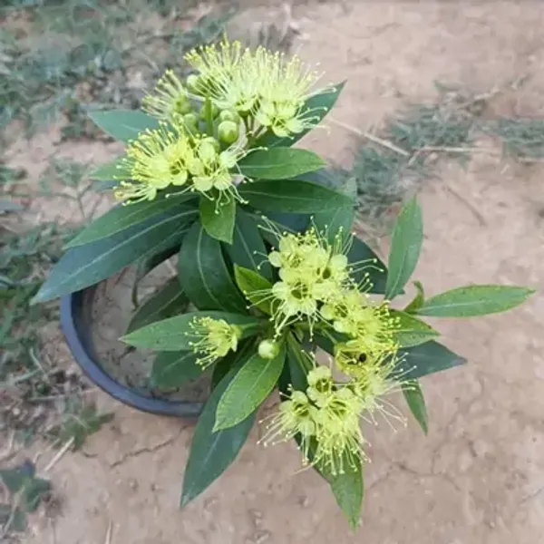 Green_Xanthostemon_Chrysanthos_First_Love_Flower_Plant_Yellow