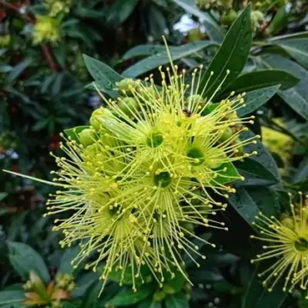 Green_Xanthostemon_Chrysanthos_First_Love_Flower_Plant_Yellow