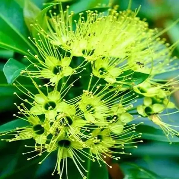 Green_Xanthostemon_Chrysanthos_First_Love_Flower_Plant_Yellow