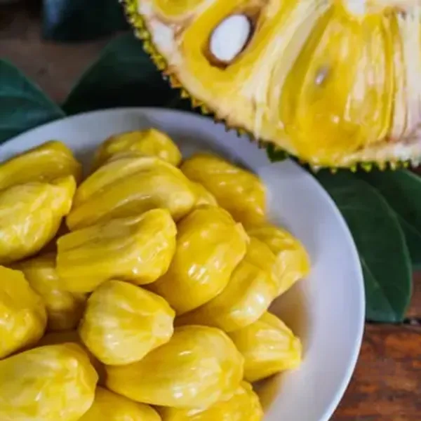 Yellow_Gum_Less_Jackfruit_Grafted_&_Amp_Hybrid_Fruit_Plant