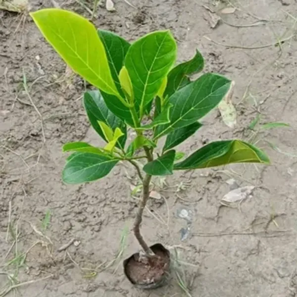 Yellow_Gum_Less_Jackfruit_Grafted_&_Amp_Hybrid_Fruit_Plant