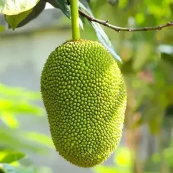 Yellow_Gum_Less_Jackfruit_Grafted_&_Amp_Hybrid_Fruit_Plant