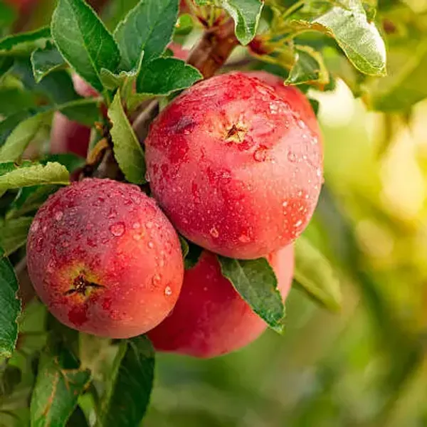 Red_Aanna_Apple_Fruit_Plant
