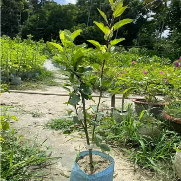 Red_Aanna_Apple_Fruit_Plant