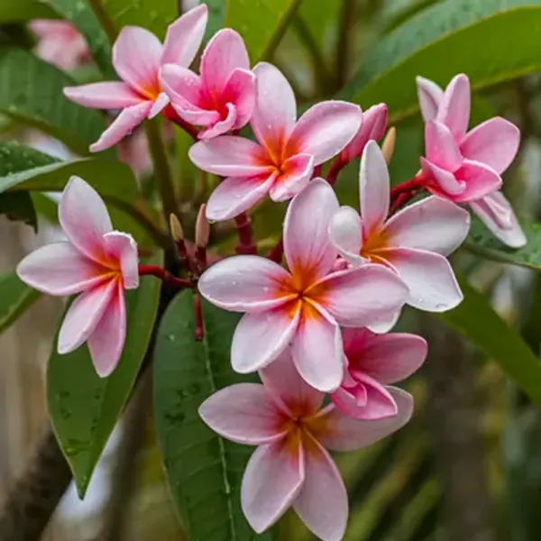 Pink_Plumeria_Flower_Plant