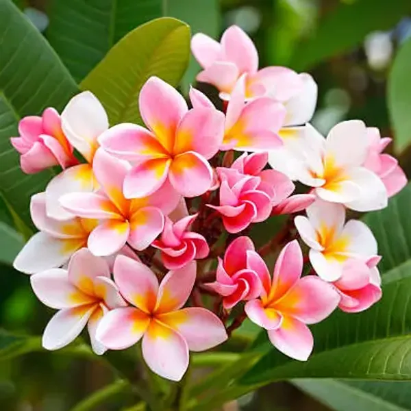 Pink_Plumeria_Flower_Plant