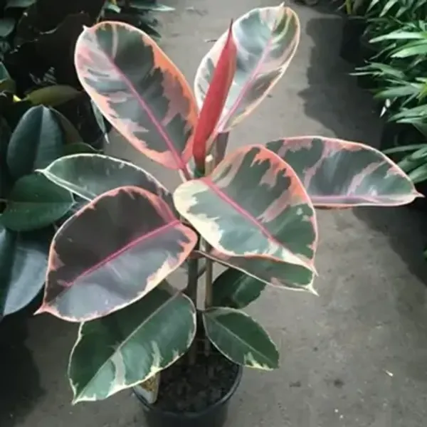 Multicolor_Variegated_Rubber_Plant