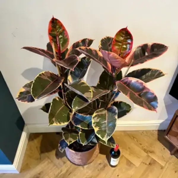 Multicolor_Variegated_Rubber_Plant