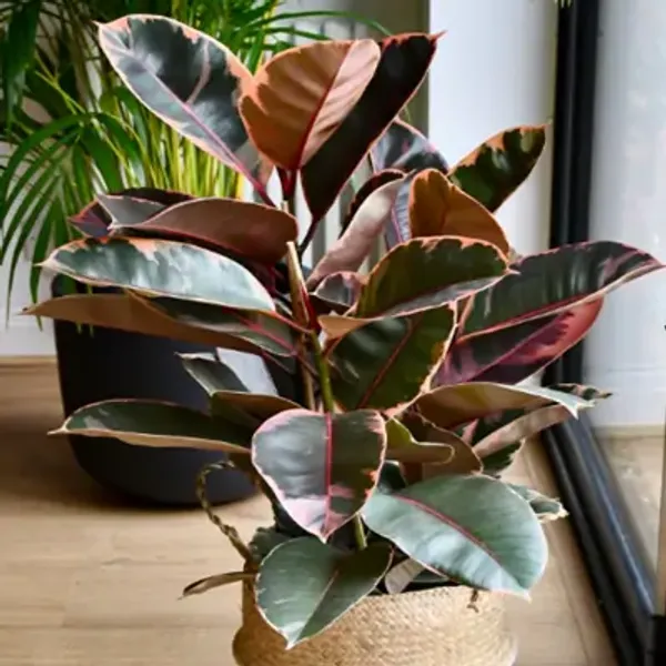 Multicolor_Variegated_Rubber_Plant