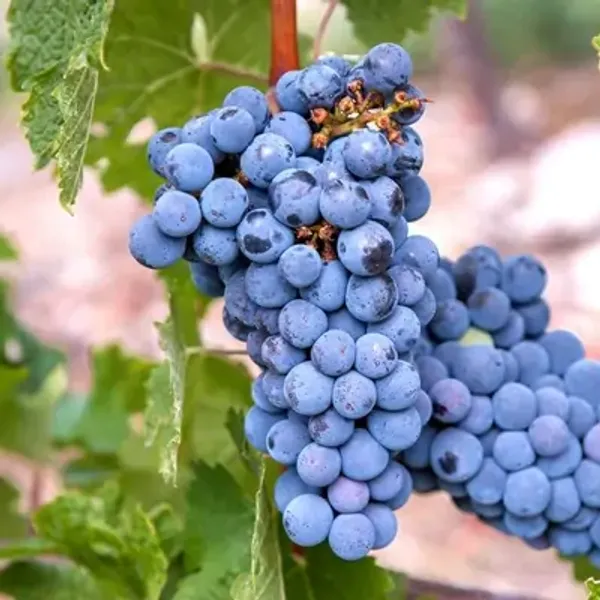 Black_Grapes_Fruit_Plant
