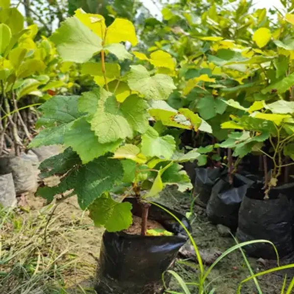 Black_Grapes_Fruit_Plant
