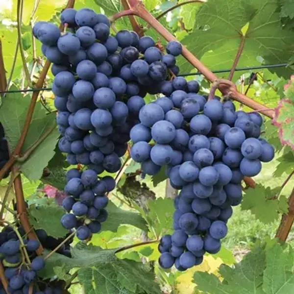 Black_Grapes_Fruit_Plant
