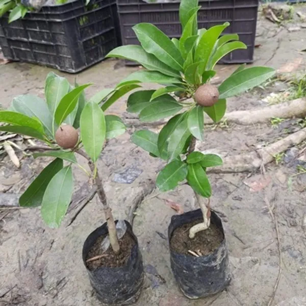 Thai_Variety_Long_Chikoo_Grafted_Fruit_Plant