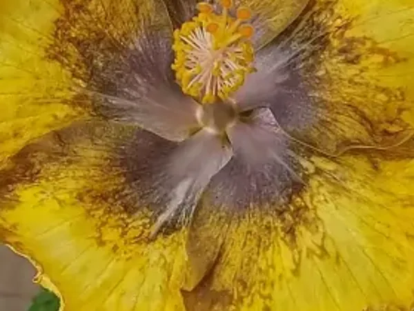 Yellow_American_Variety_Hibiscus_Flower_Plant