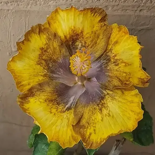 Yellow_American_Variety_Hibiscus_Flower_Plant