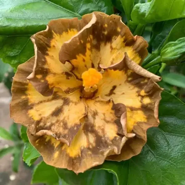 Yellow_American_Variety_Hibiscus_Flower_Plants