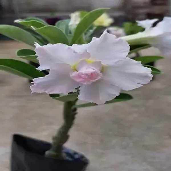 White_Adenium_Rose_Variety_Live_Plant_Grafted