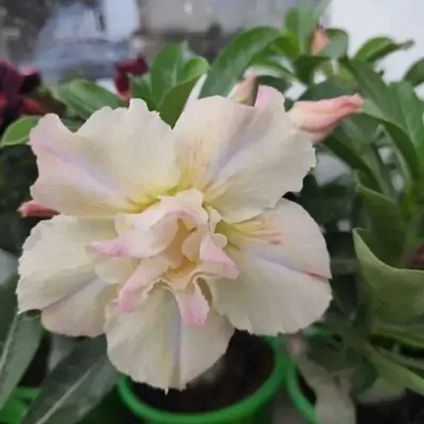 White_Adenium_Rose_Variety_Live_Plant_Grafted