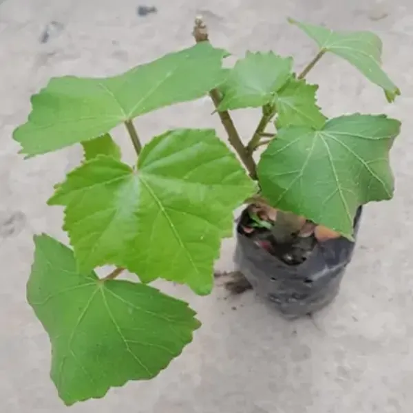 White_Land_Lotus_Thoka_Variety_Flower_Plant