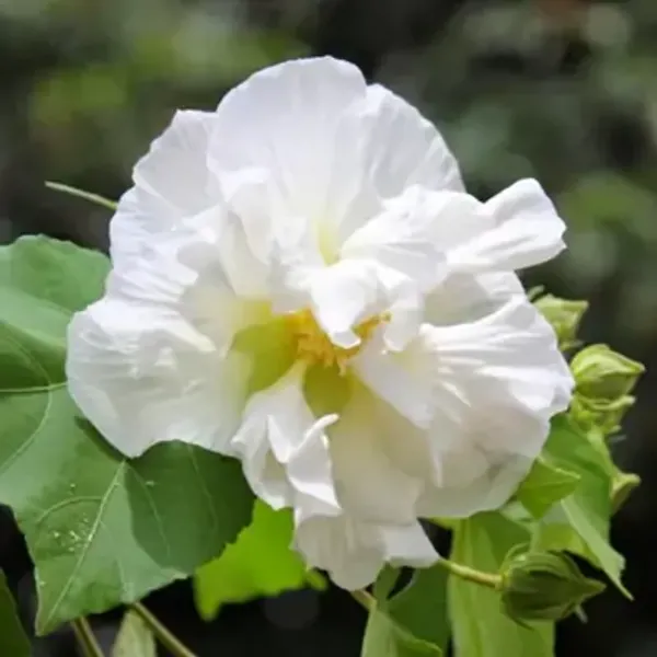 White_Land_Lotus_Thoka_Variety_Flower_Plant