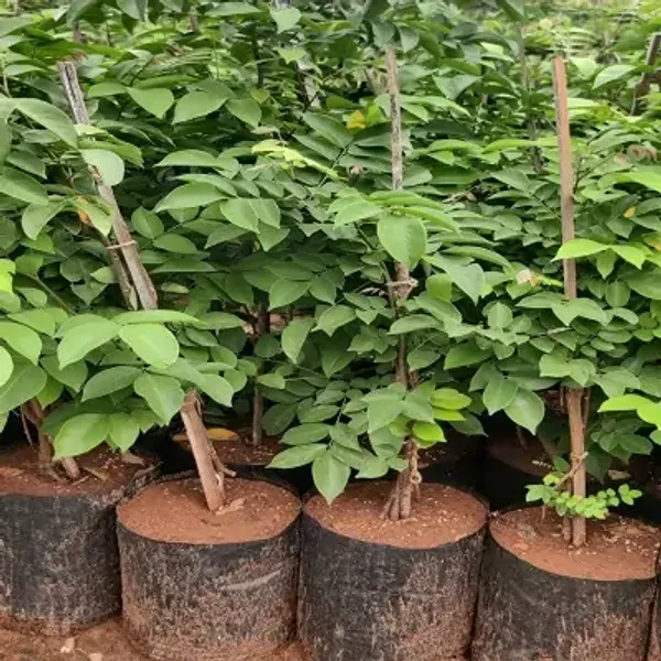 Green_All_Time_Star_Fruit_Plant