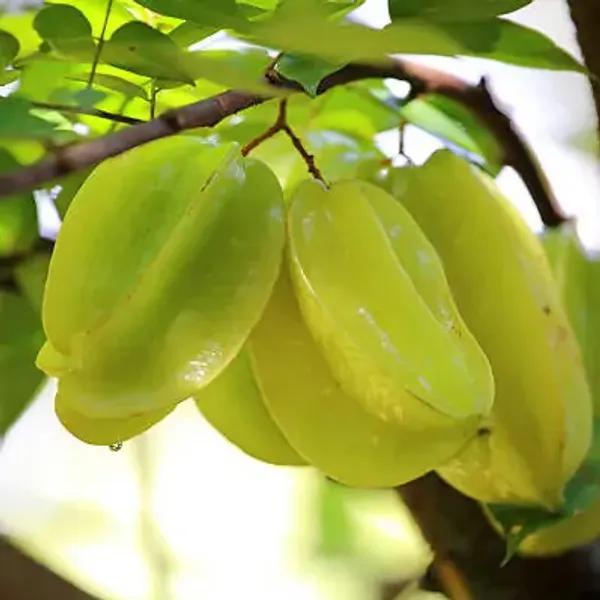 Green_All_Time_Star_Fruit_Plant