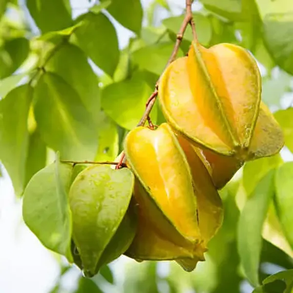 Green_All_Time_Star_Fruit_Plant