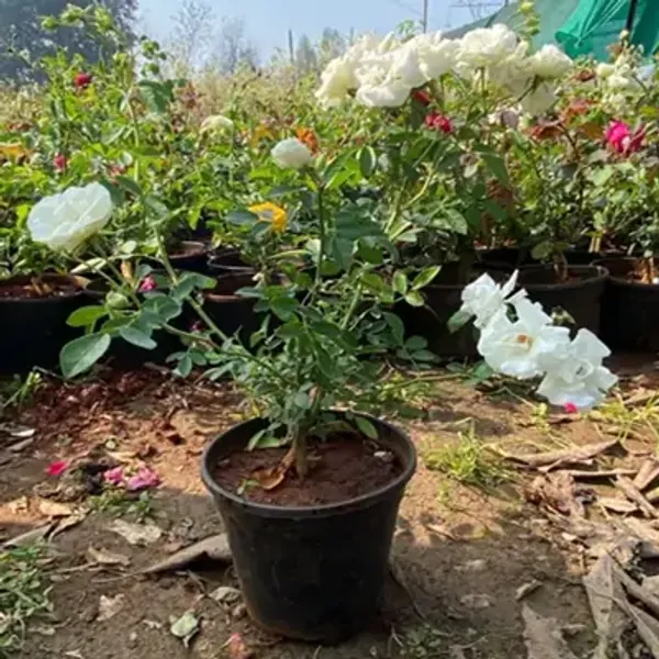 White_Rose_Flower_Plant