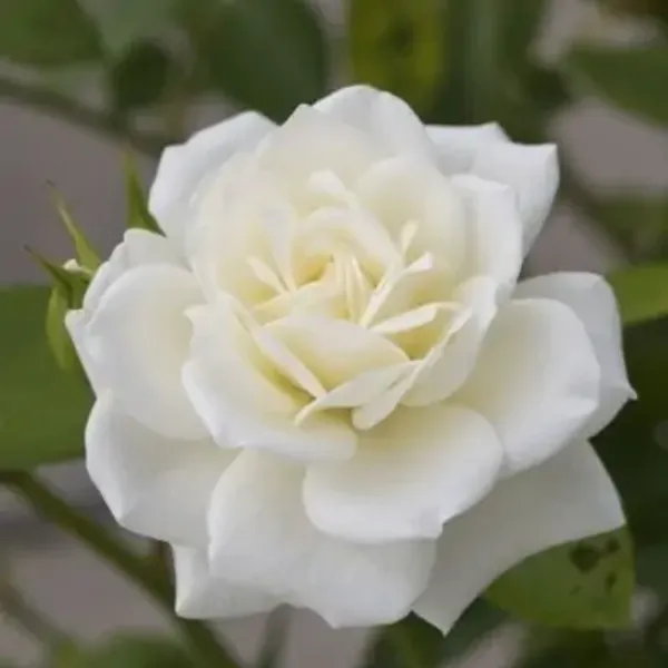 White_Rose_Flower_Plant