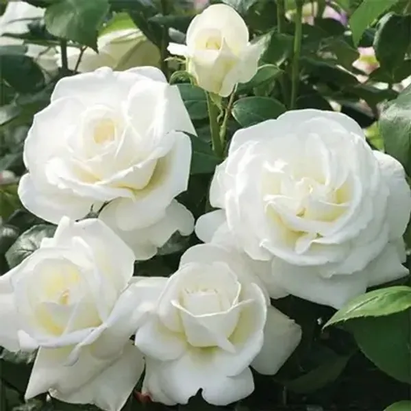 White_Rose_Flower_Plant