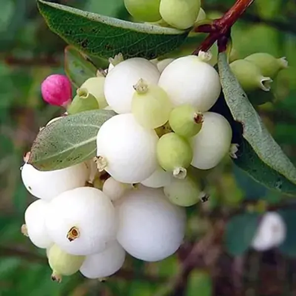 White_Castleberry_Fruit_Plant