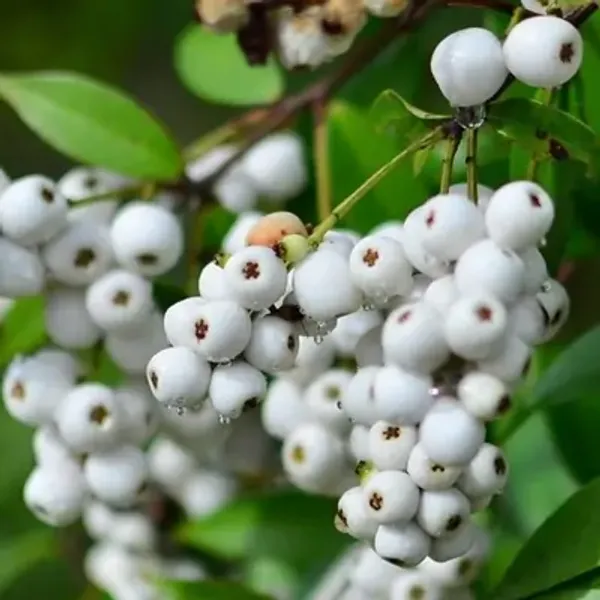White_Castleberry_Fruit_Plant