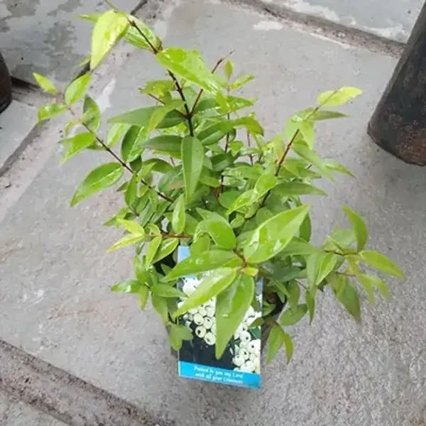 White_Castleberry_Fruit_Plant