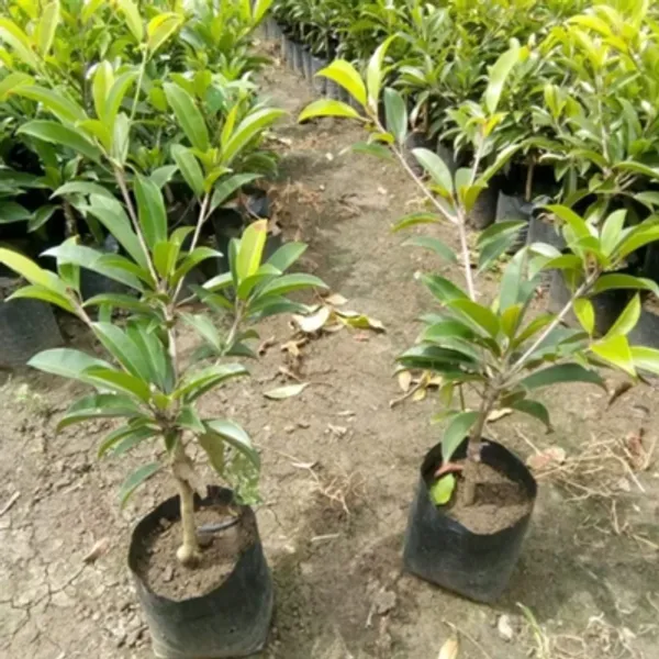 Maxican_Chikoo_Grafted_Fruit_Plant