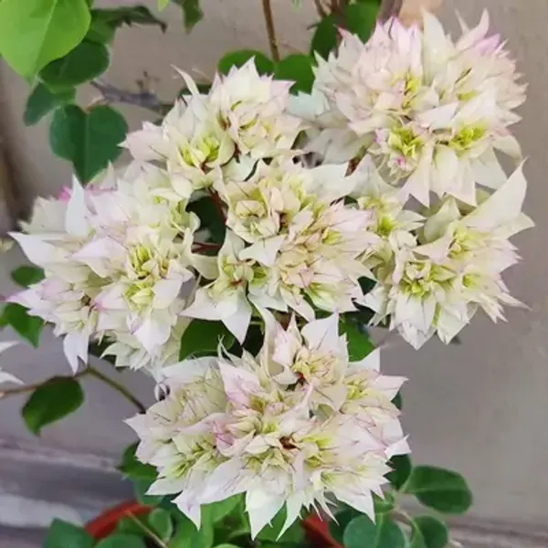 White_Cherry_Blossom_Mahara_Bougainvillea_Flower_Plant